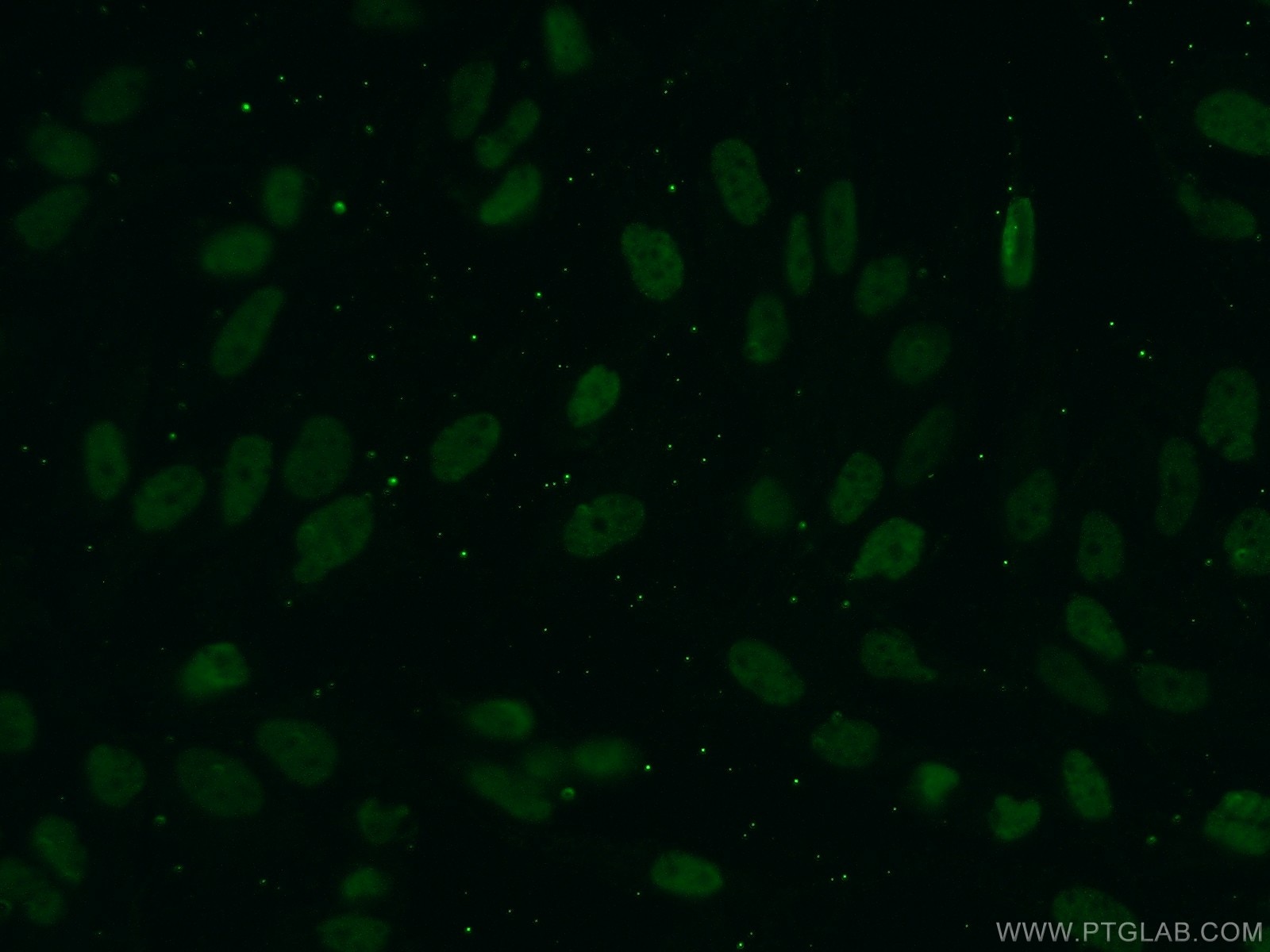 IF Staining of MDCK using 66289-1-Ig