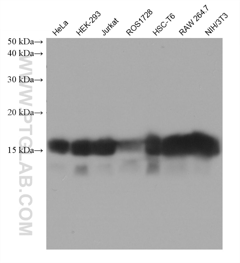 Western Blot (WB) analysis of various lysates using Pan Acetylation Monoclonal antibody (66289-1-Ig)