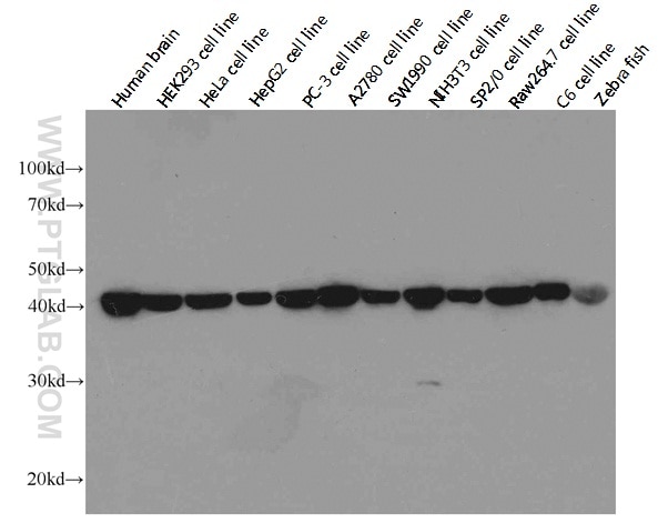 Western blot analysis of beta-actin in various tissues and cell lines using Proteintech antibody 66009-1-Ig at a dilution of 1:20000. (Exposure time: 10 seconds)