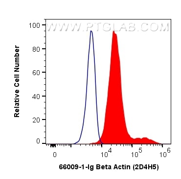 Flow cytometry (FC) experiment of HeLa cells using Beta Actin Monoclonal antibody (66009-1-Ig)