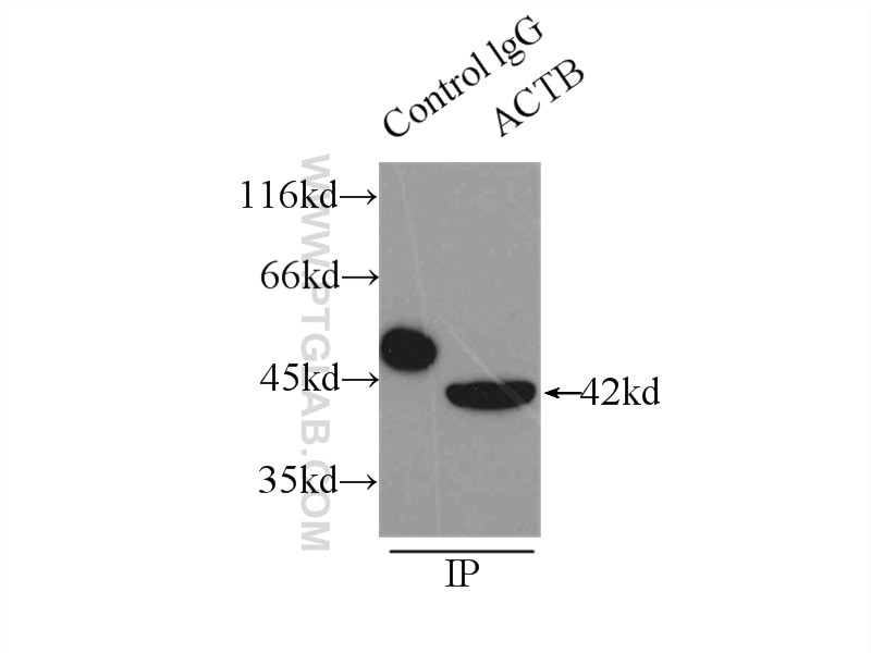 Immunoprecipitation (IP) experiment of HeLa cells using Beta Actin Monoclonal antibody (66009-1-Ig)