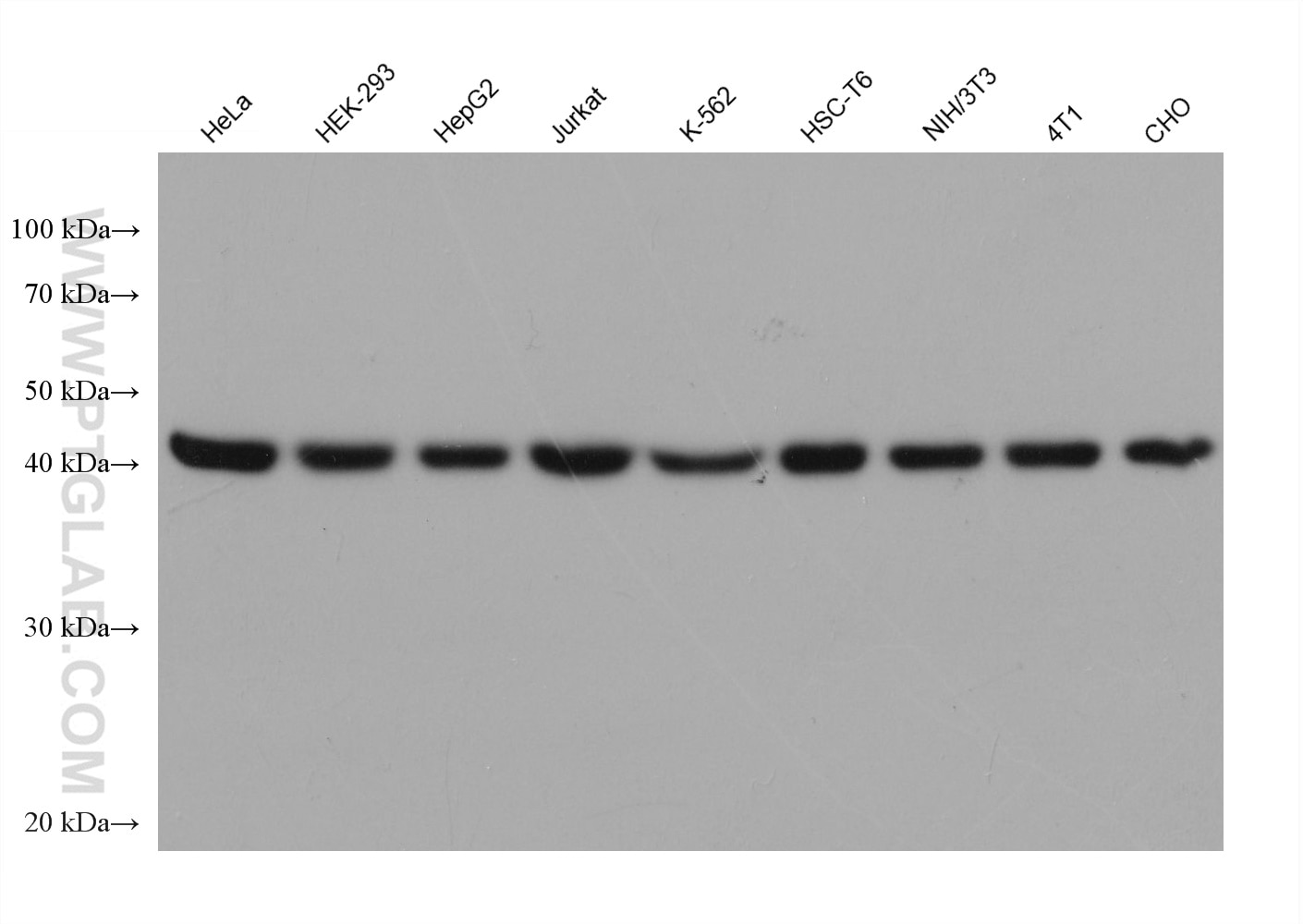 Western Blot (WB) analysis of various lysates using Beta Actin Monoclonal antibody (66009-1-Ig)