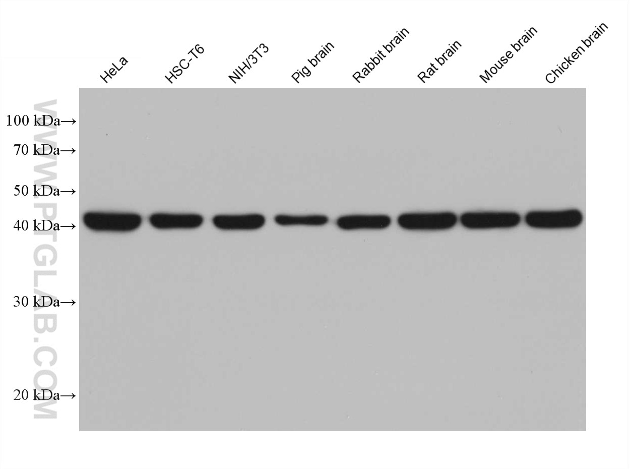 Western Blot (WB) analysis of various lysates using Beta Actin Monoclonal antibody (66009-1-Ig)