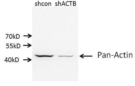 Western Blot (WB) analysis of A549 cells using Beta Actin Monoclonal antibody (66009-1-Ig)