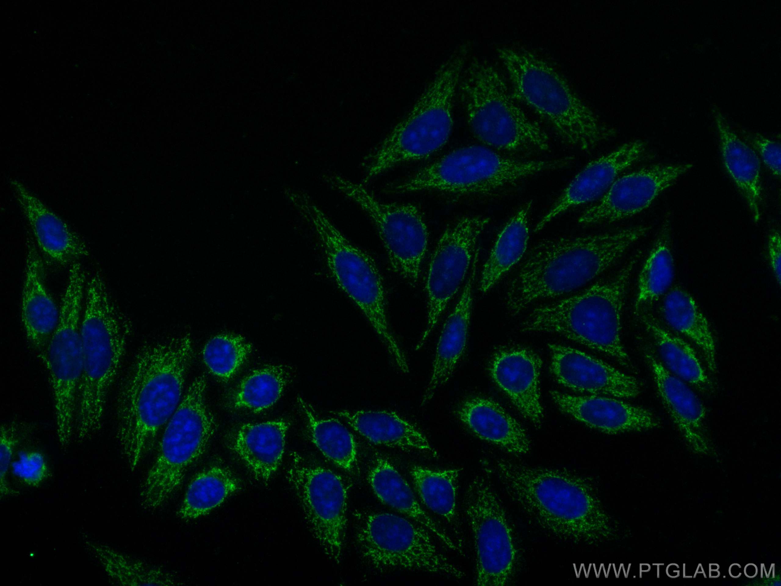 IF Staining of HepG2 using CL488-15493