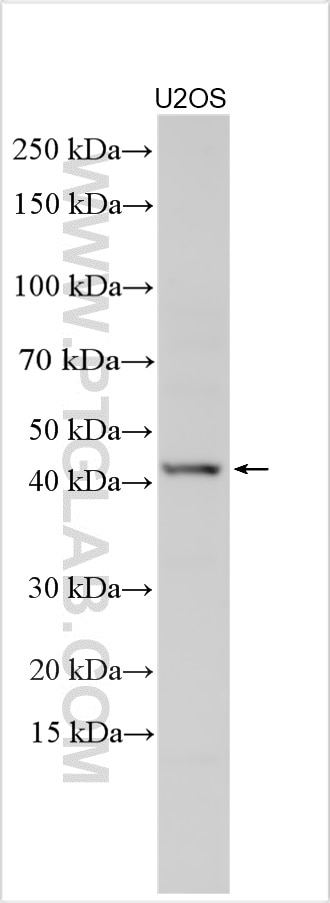 Western Blot (WB) analysis of various lysates using Pannexin 3 Polyclonal antibody (31736-1-AP)