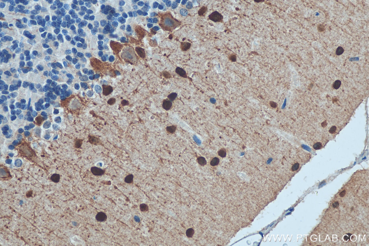 IHC staining of rat cerebellum using 29312-1-AP
