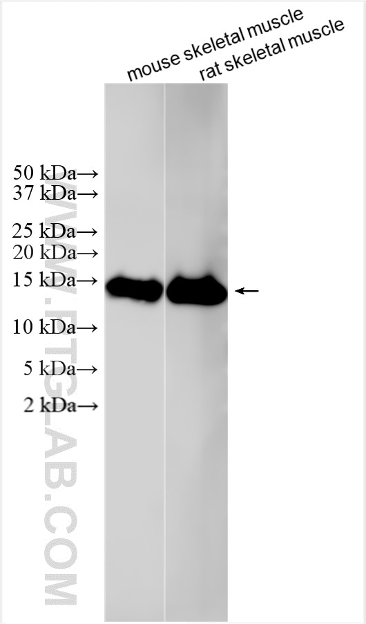 Western Blot (WB) analysis of various lysates using Parvalbumin Polyclonal antibody (29312-1-AP)