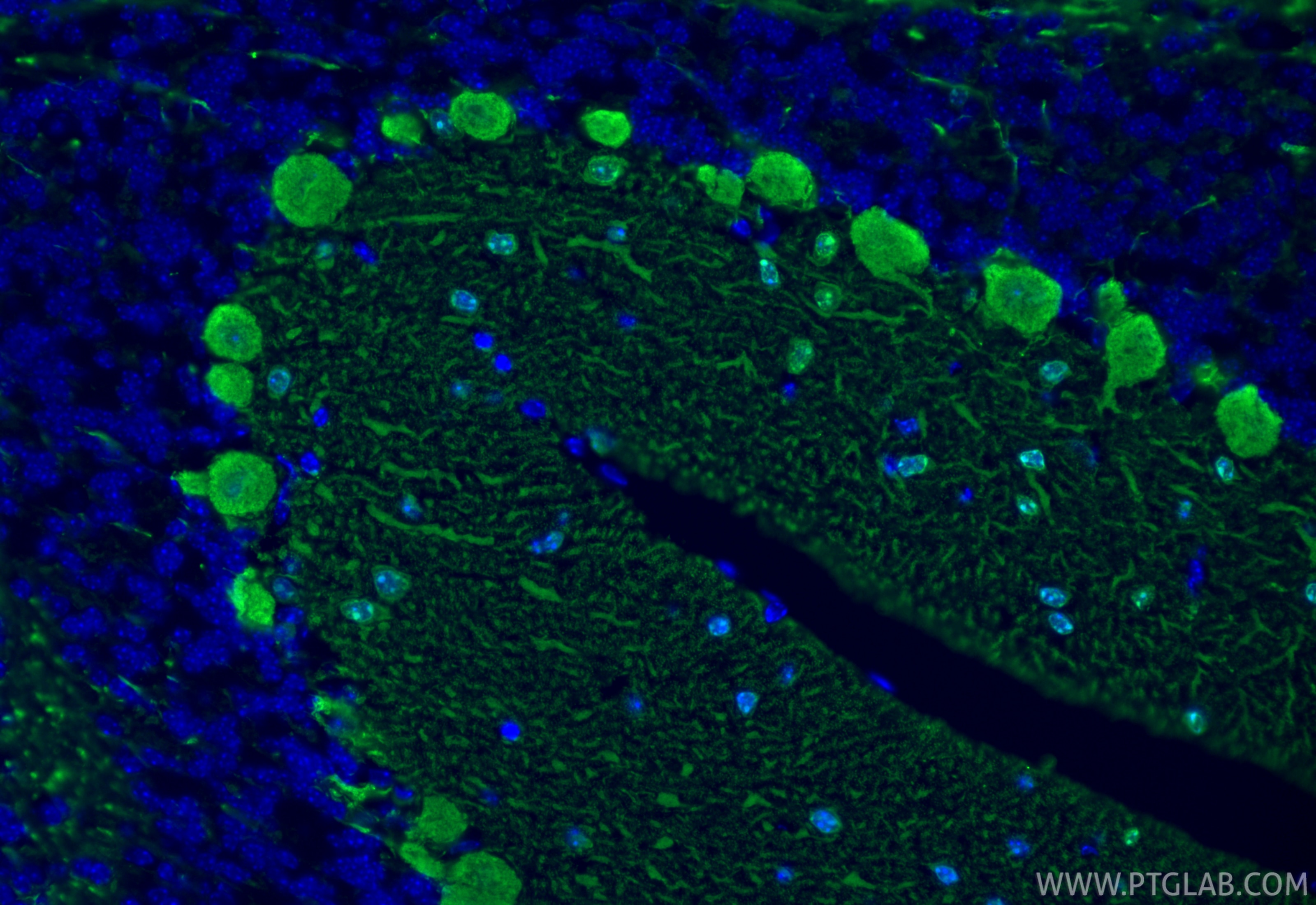 Immunofluorescent analysis of (4% PFA) fixed paraffin-embedded mouse cerebellum tissue using Parvalbumin antibody (85819-4-RR, Clone: 250158B6 ) at dilution of 1:400 and CoraLite®488-Conjugated Goat Anti-Rabbit IgG(H+L) (SA00013-2). Heat mediated antigen retrieval with Tris-EDTA buffer (pH 9.0). Immunofluorescence (IF) / fluorescent staining of mouse cerebellum tissue using Parvalbumin Recombinant monoclonal antibody (85819-4-RR)