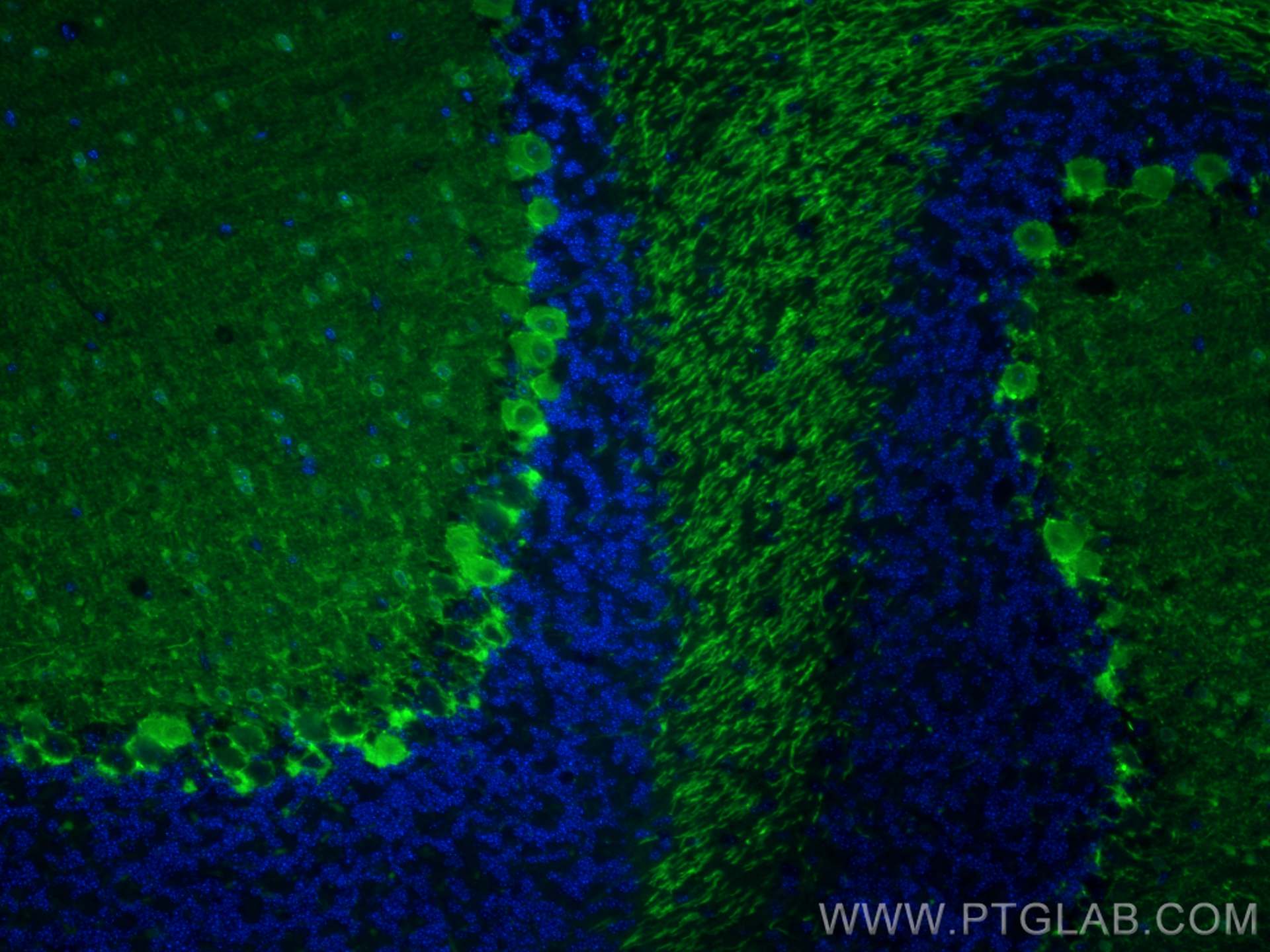 IF Staining of mouse cerebellum using CL488-29312