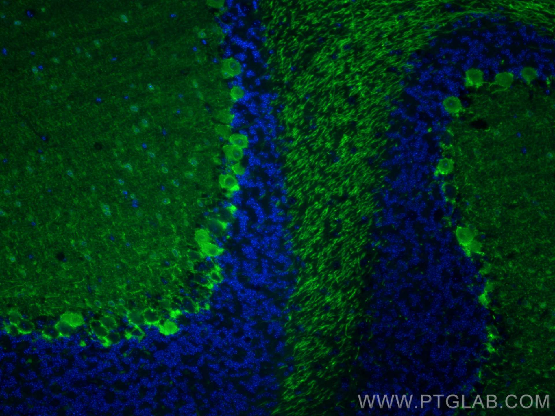 Immunofluorescence (IF) / fluorescent staining of mouse cerebellum tissue using CoraLite® Plus 488-conjugated Parvalbumin Polyclon (CL488-29312)