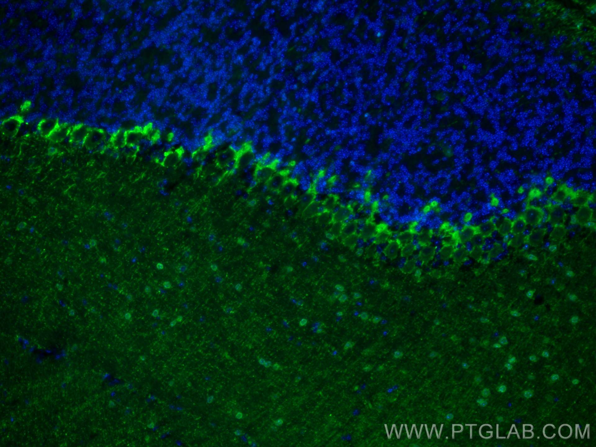 Immunofluorescence (IF) / fluorescent staining of mouse cerebellum tissue using CoraLite® Plus 488-conjugated Parvalbumin Polyclon (CL488-29312)