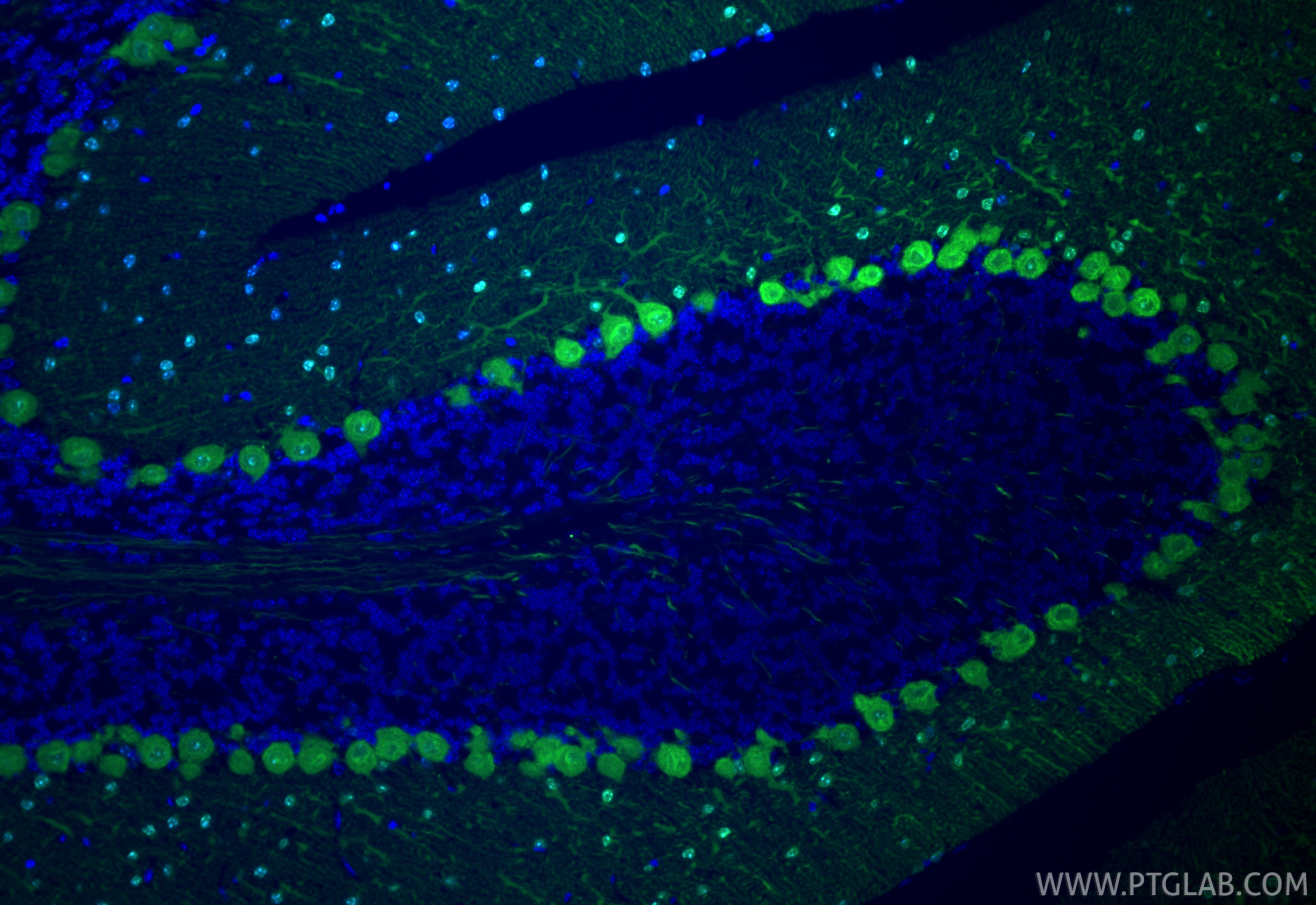 Immunofluorescent analysis of (4% PFA) fixed paraffin-embedded mouse cerebellum tissue using CoraLite® Plus 488 Parvalbumin antibody (CL488-85819-4, Clone: 250158B6 ) at dilution of 1:200. Heat mediated antigen retrieval with Tris-EDTA buffer (pH 9.0). Immunofluorescence (IF) / fluorescent staining of mouse cerebellum tissue using CoraLite® Plus 488-conjugated Parvalbumin Recombin (CL488-85819-4)
