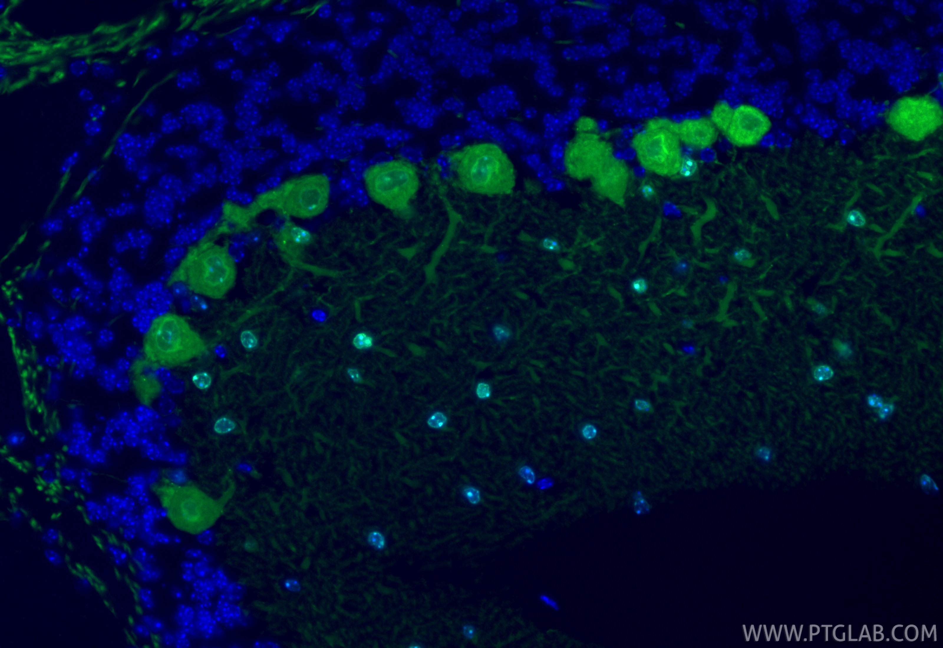 Immunofluorescent analysis of (4% PFA) fixed paraffin-embedded mouse cerebellum tissue using CoraLite® Plus 488 Parvalbumin antibody (CL488-85819-4, Clone: 250158B6 ) at dilution of 1:200. Heat mediated antigen retrieval with Tris-EDTA buffer (pH 9.0). Immunofluorescence (IF) / fluorescent staining of mouse cerebellum tissue using CoraLite® Plus 488-conjugated Parvalbumin Recombin (CL488-85819-4)