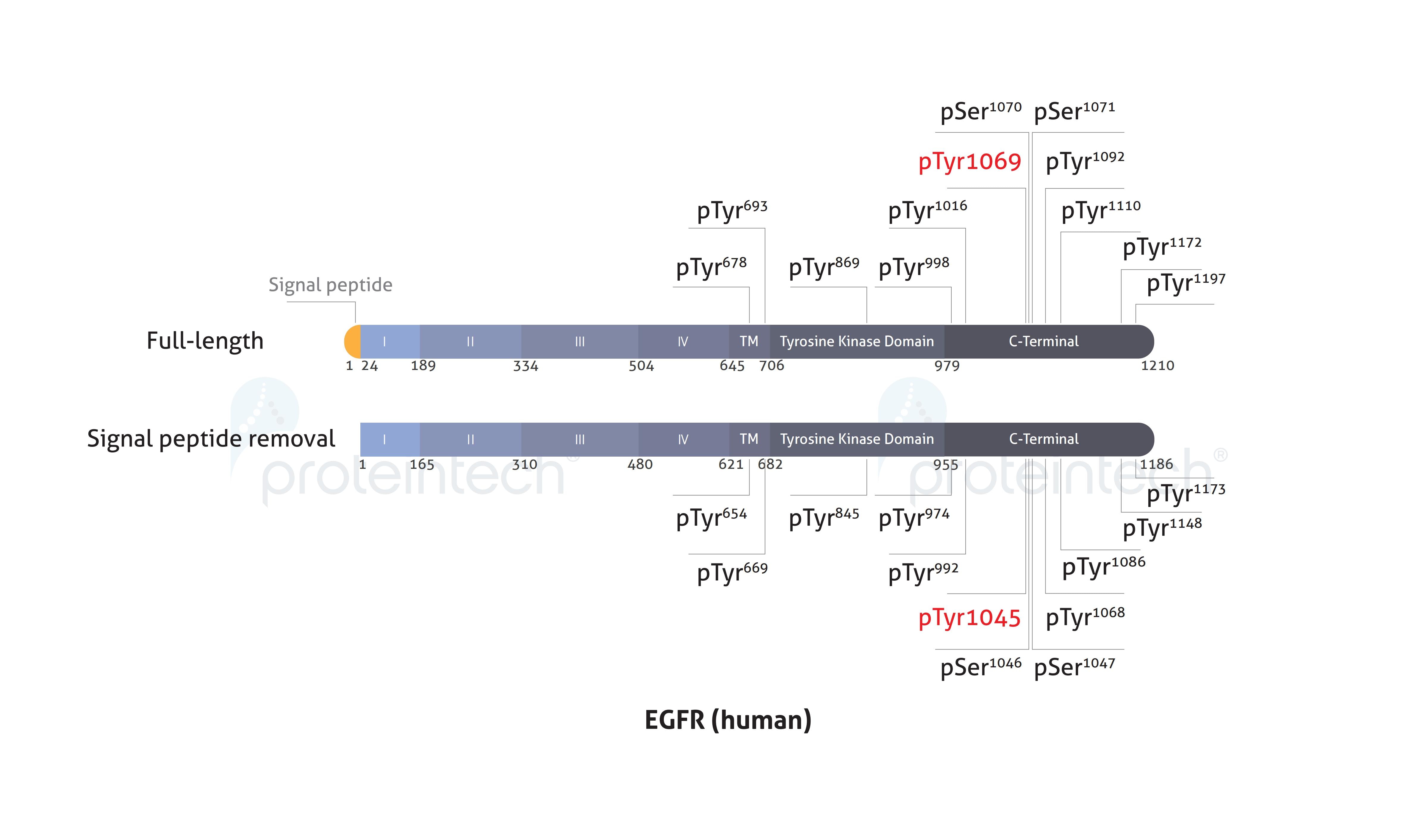 Schematic diagram of the phosphorylation sites of EGFR.