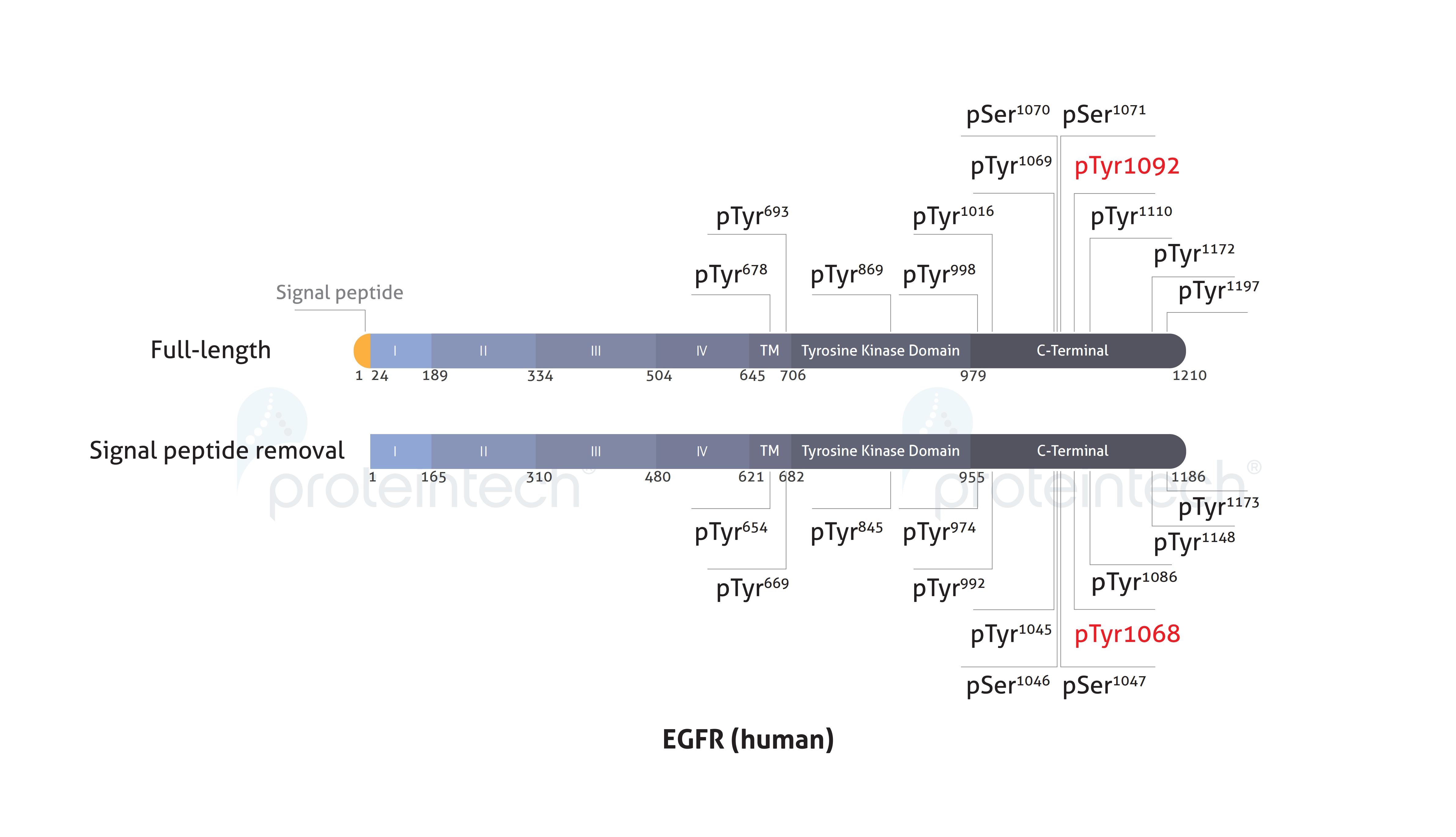 Schematic diagram of the phosphorylation sites of EGFR.