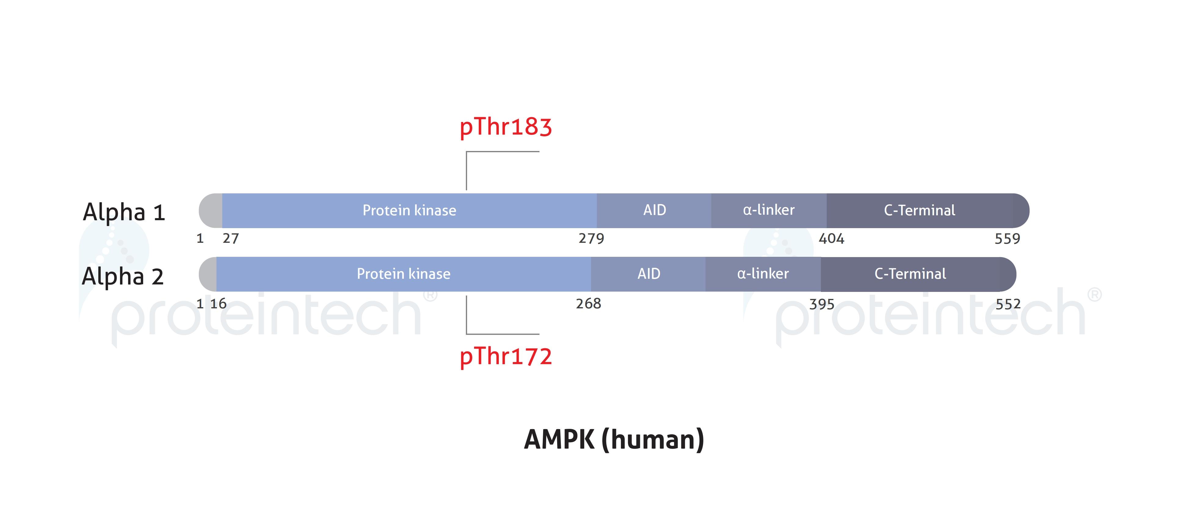 Schematic diagram of the phosphorylation sites of AMPK Alpha.