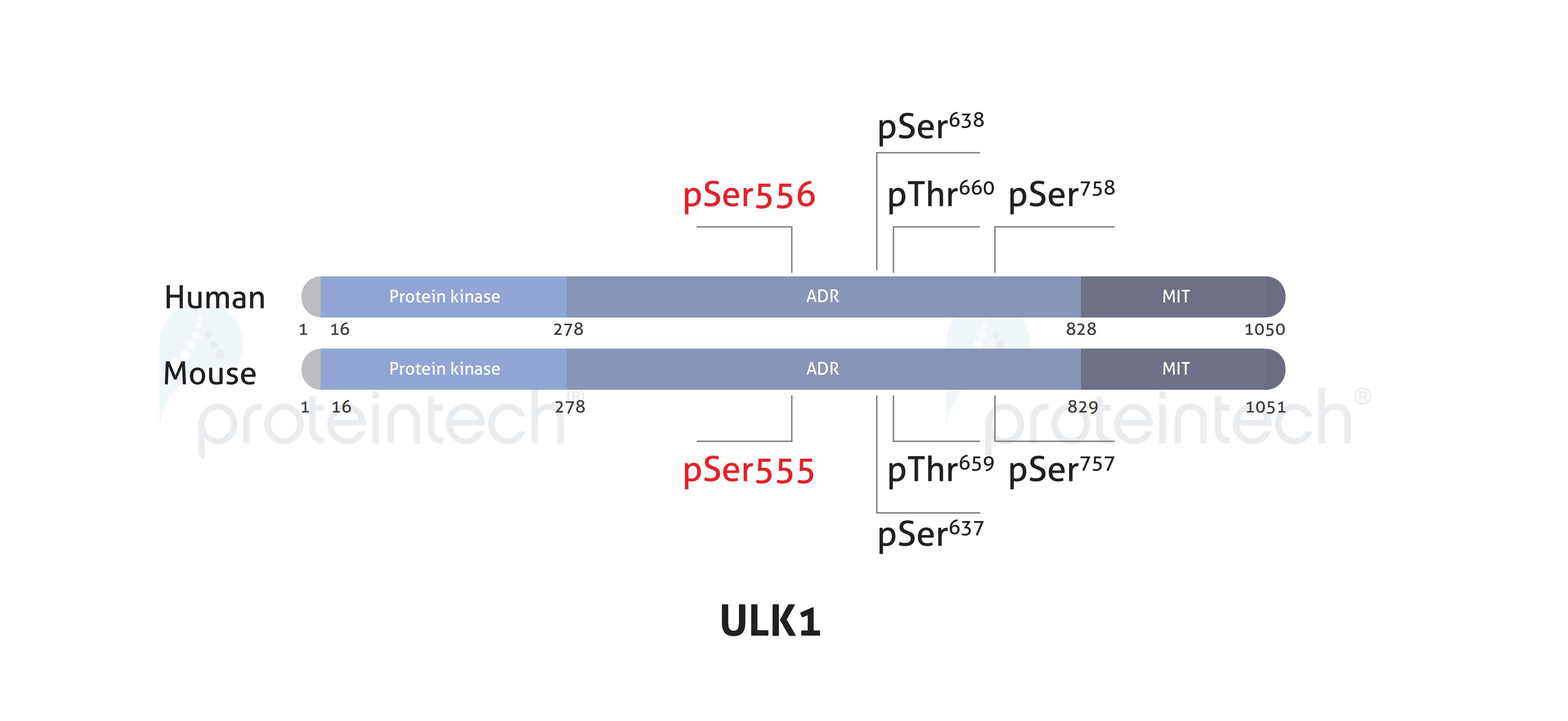 Schematic diagram of the phosphorylation sites of ULK1. Schematic diagram of the phosphorylation sites of ULK1.