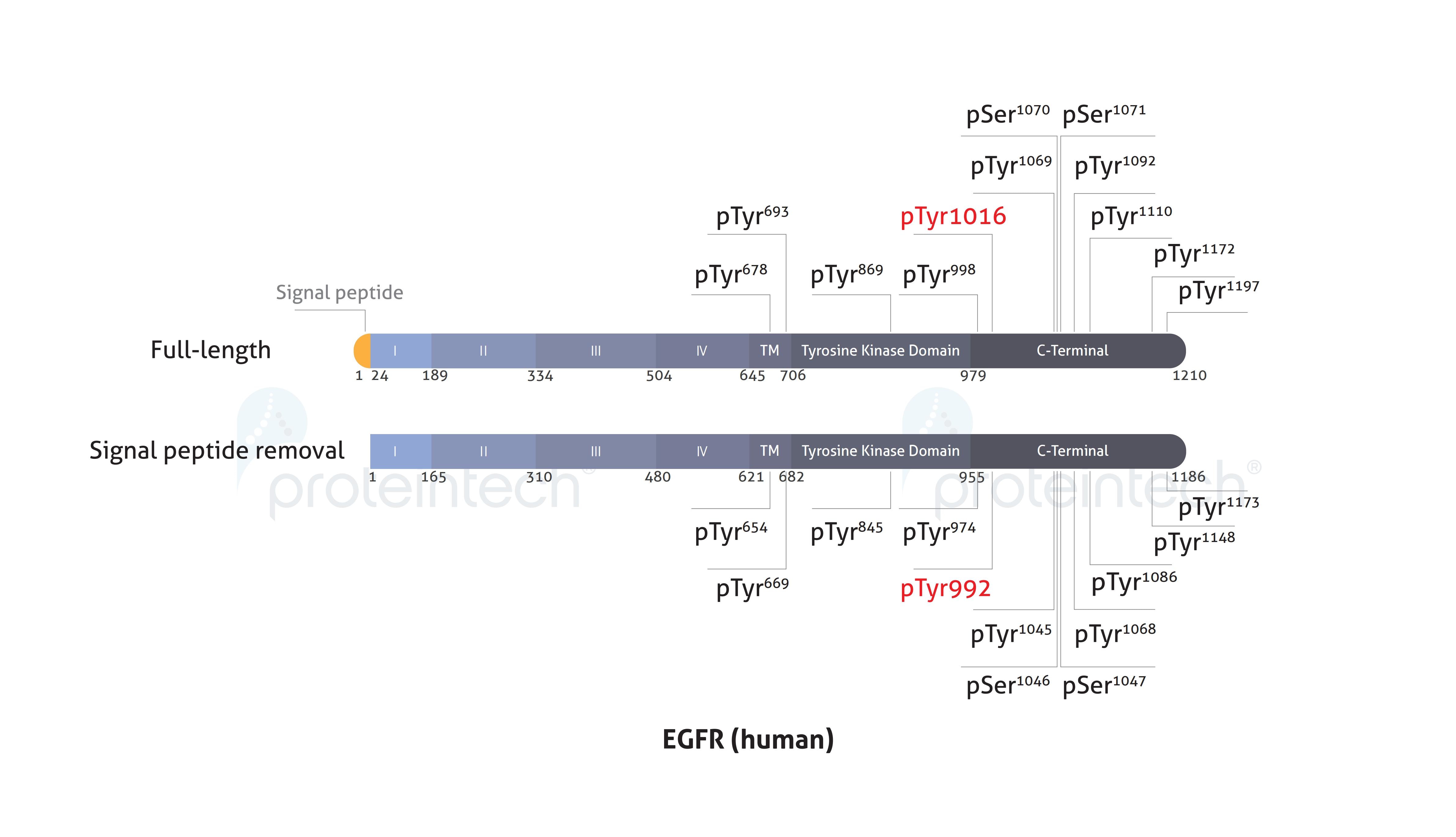Schematic diagram of the phosphorylation sites of EGFR.