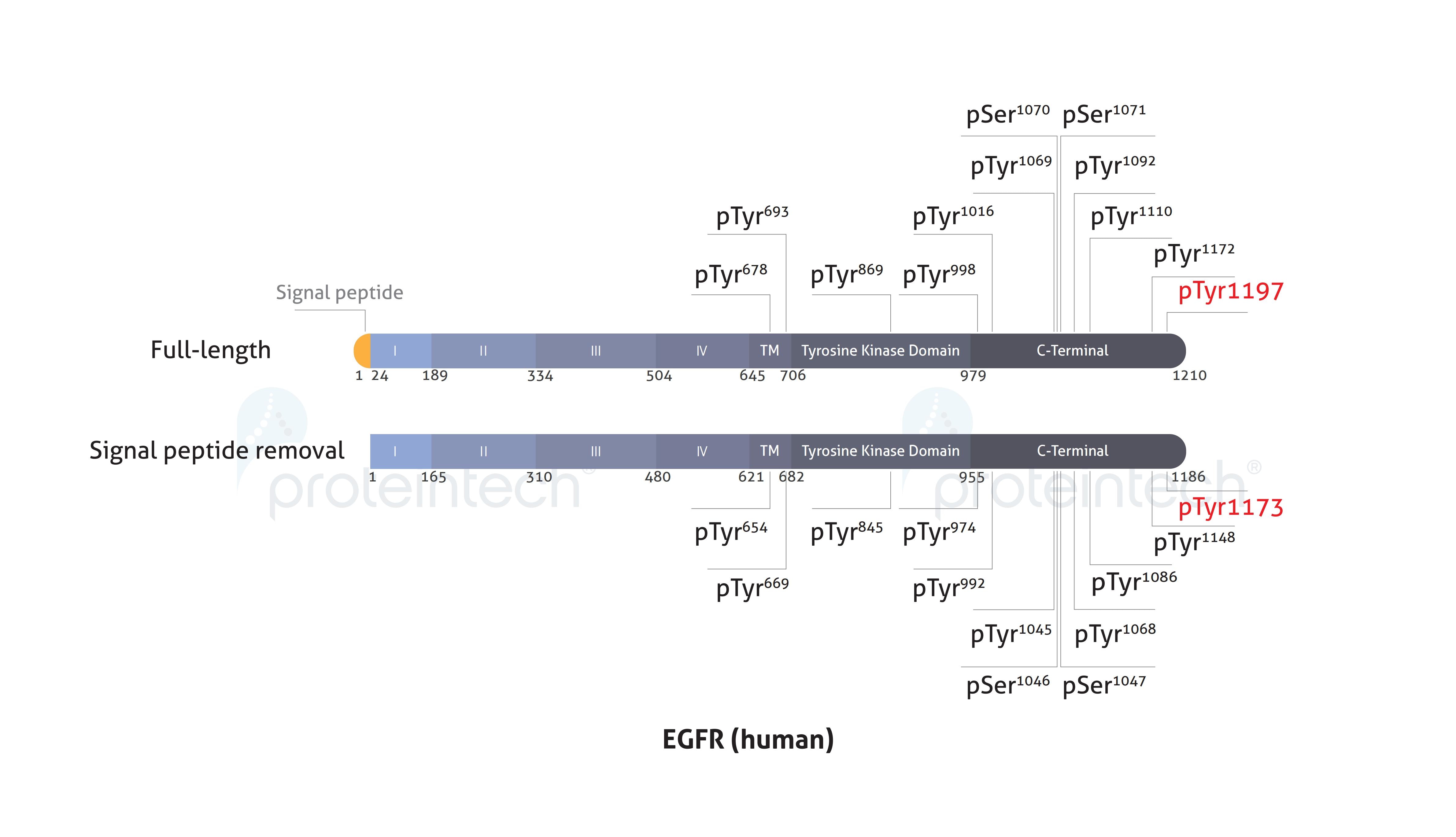 Schematic diagram of the phosphorylation sites of EGFR.