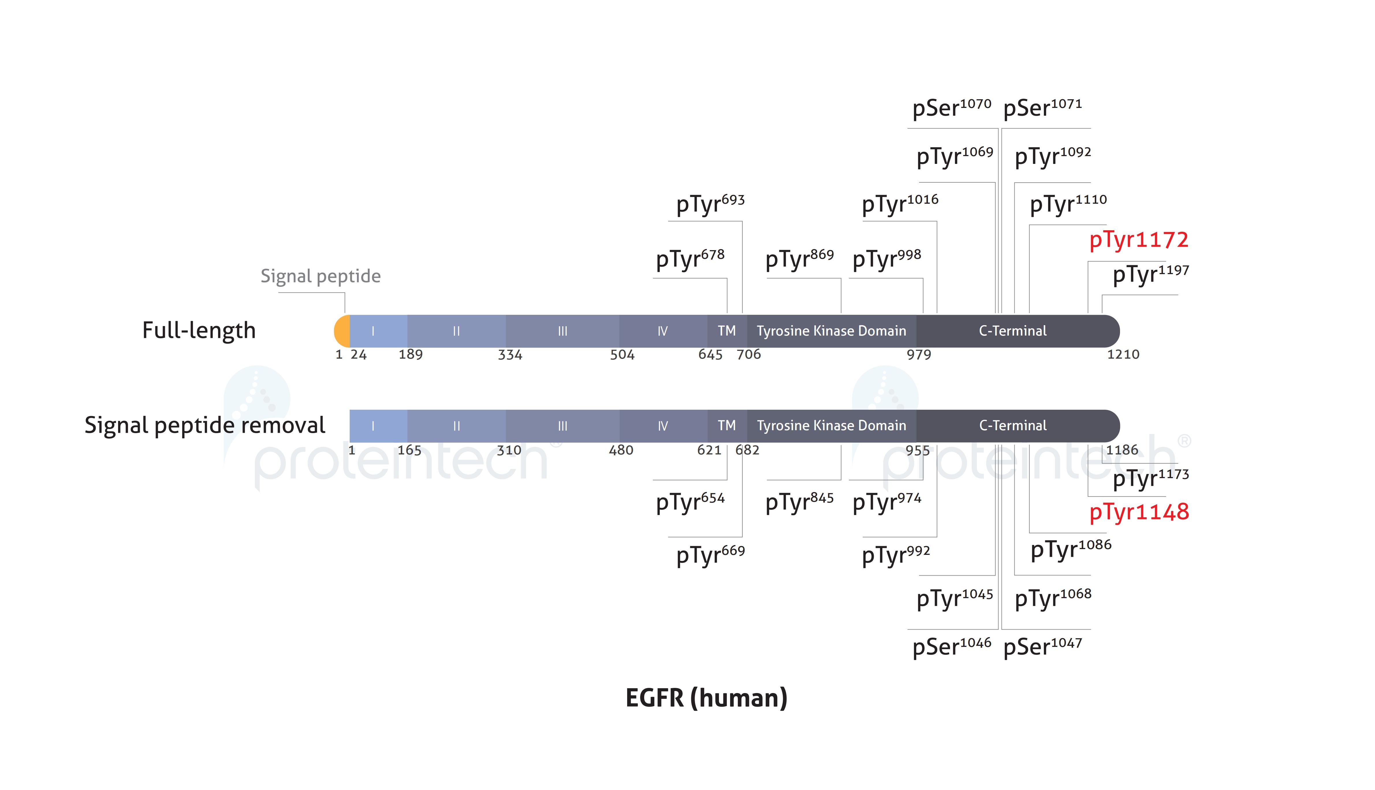 In the full-length versus signal-peptide-removed forms, nomenclature differs but the modification site is conserved. Schematic diagram of the phosphorylation sites of EGFR.