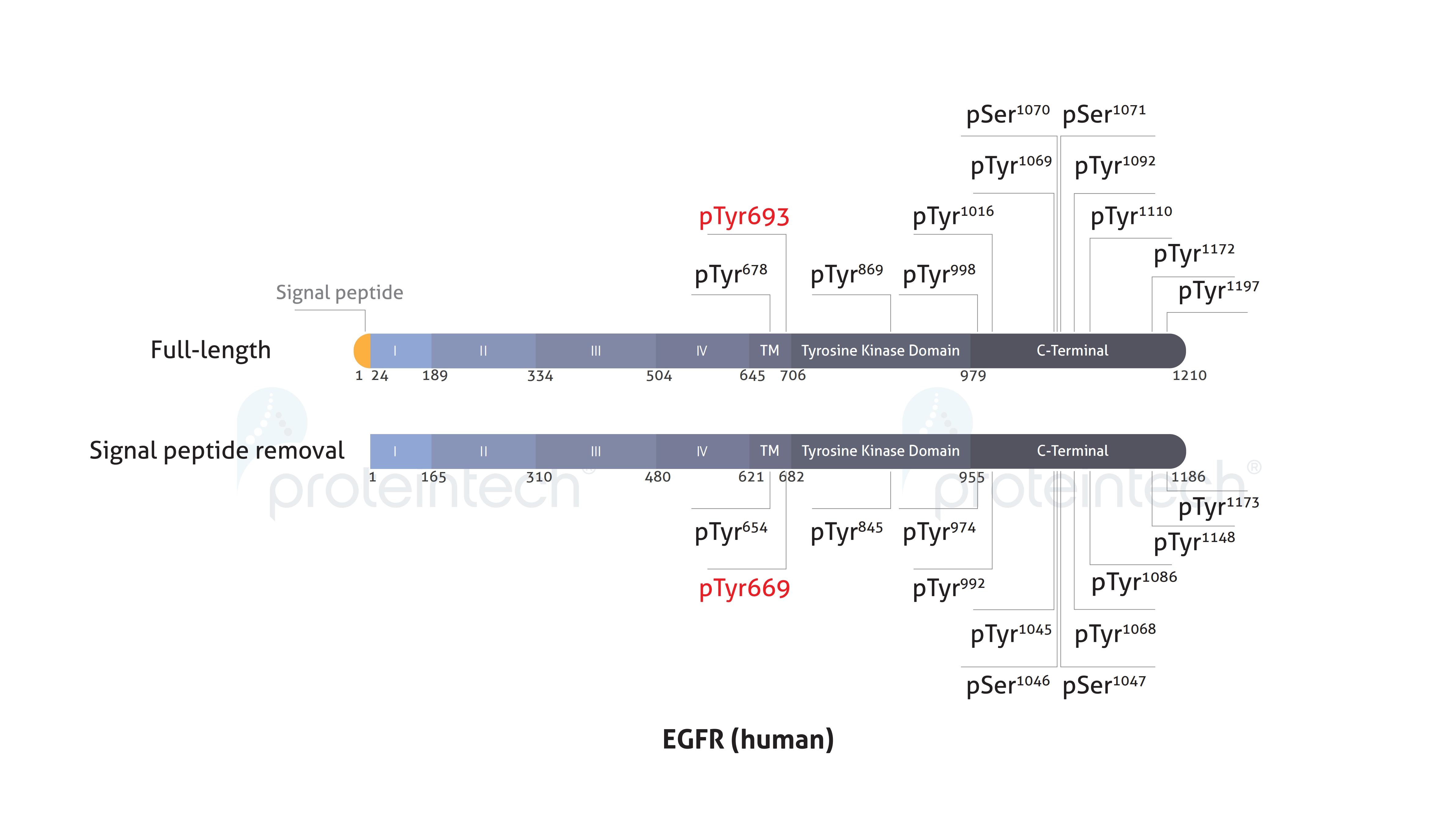 In the full-length versus signal-peptide-removed forms, nomenclature differs but the modification site is conserved. Schematic diagram of the phosphorylation sites of EGFR.