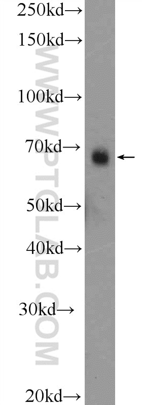 Paxillin Polyclonal antibody