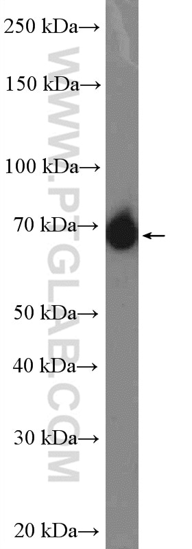 Western Blot (WB) analysis of RAW 264.7 cells using Paxillin Polyclonal antibody (22172-1-AP)