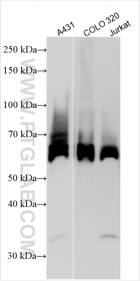 Western Blot (WB) analysis of various lysates using Paxillin Polyclonal antibody (32083-1-AP)