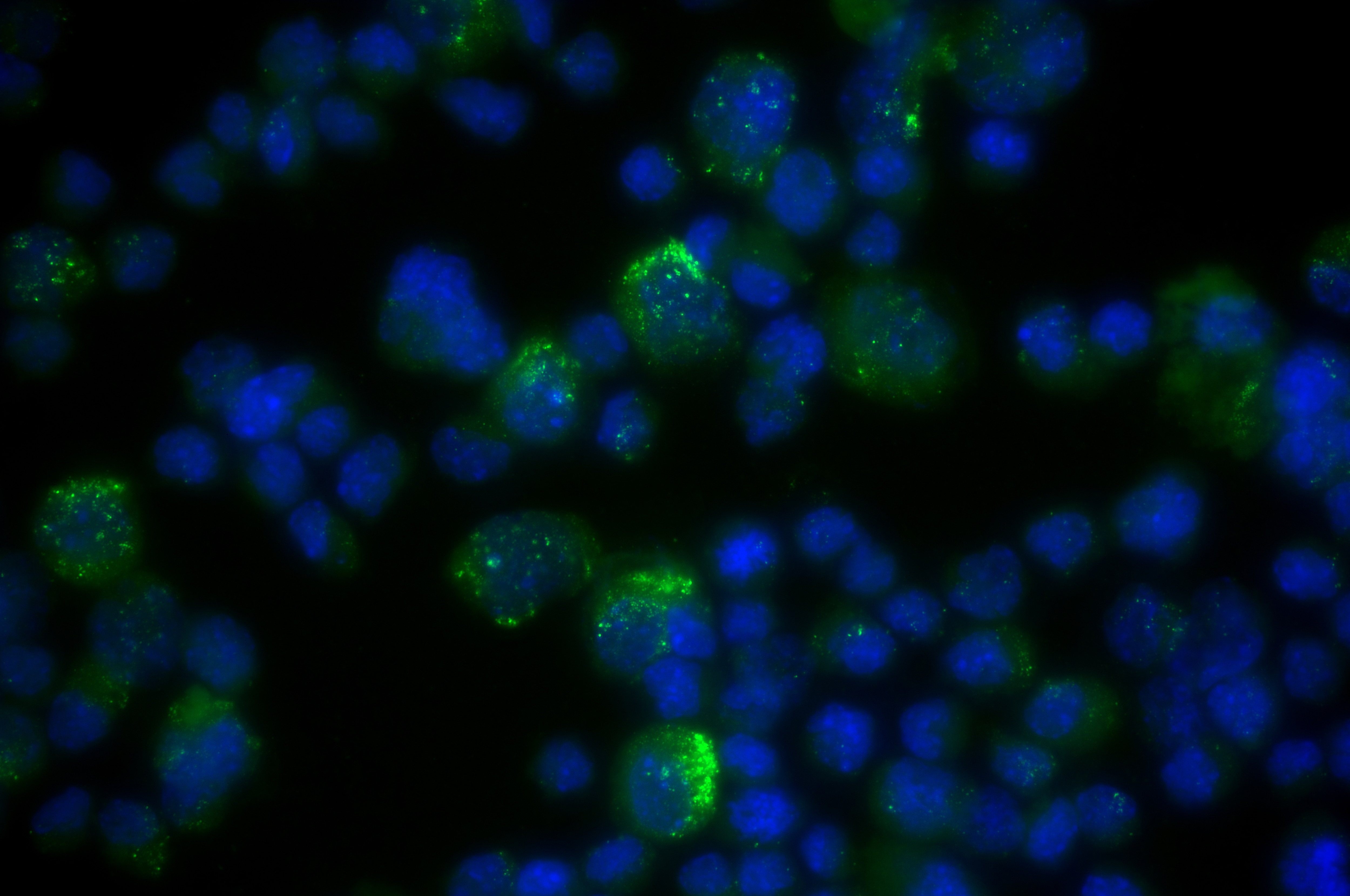 IF Staining of CTLL-2 using 83977-1-RR Immunofluorescence (IF) / fluorescent staining of CTLL-2 cells using Perforin Recombinant monoclonal antibody (83977-1-RR)