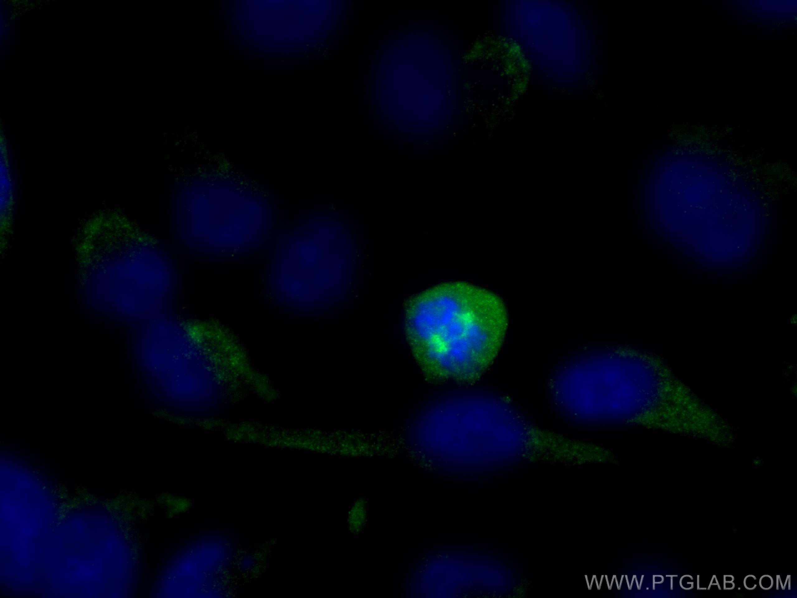 Immunofluorescence (IF) / fluorescent staining of HeLa cells using Pericentrin Polyclonal antibody (22271-1-AP)