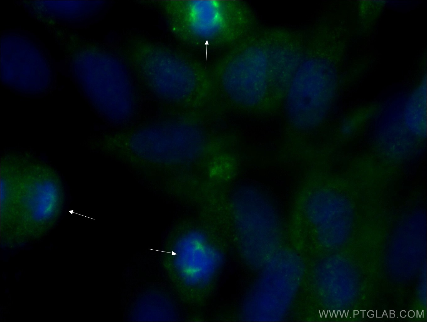 Immunofluorescence (IF) / fluorescent staining of MDCK cells using Pericentrin Polyclonal antibody (22271-1-AP)