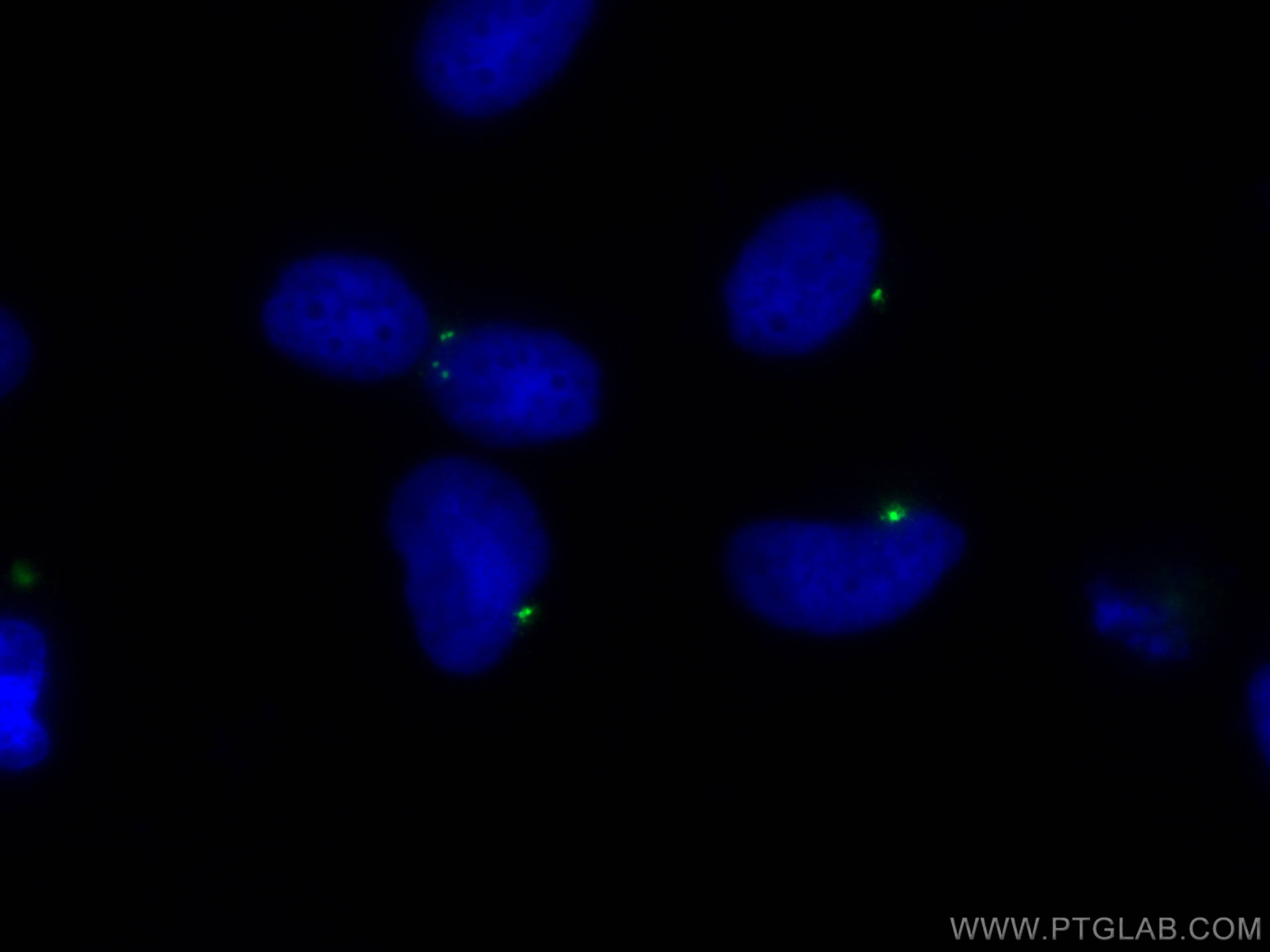 Immunofluorescence (IF) / fluorescent staining of HeLa cells using Pericentrin Polyclonal antibody (27084-1-AP)