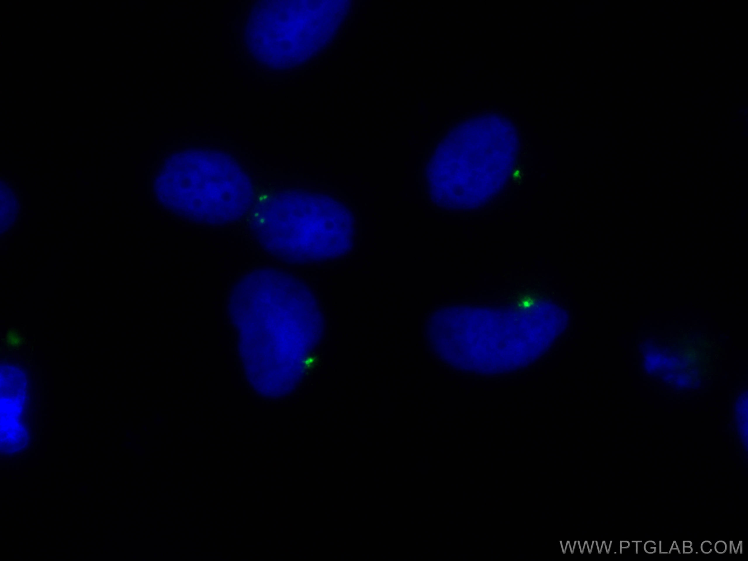 IF Staining of HeLa using 27084-1-AP