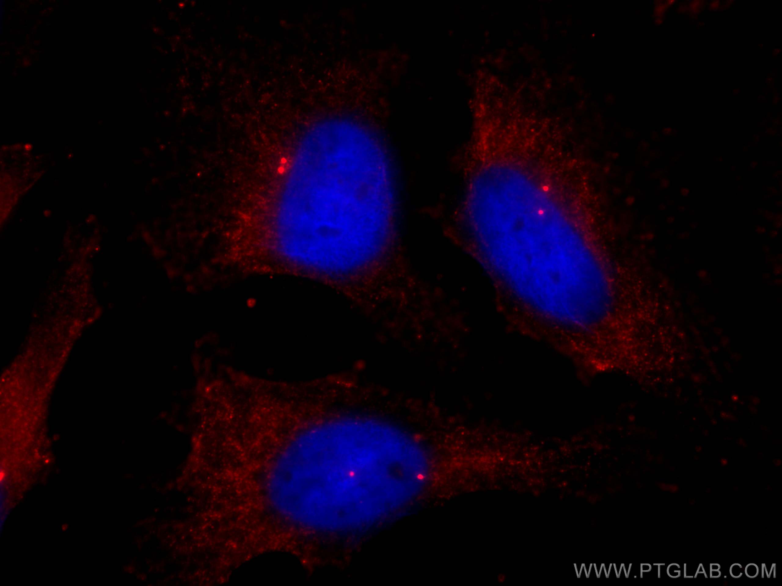 Immunofluorescence (IF) / fluorescent staining of HeLa cells using Pericentrin Polyclonal antibody (27084-1-AP)