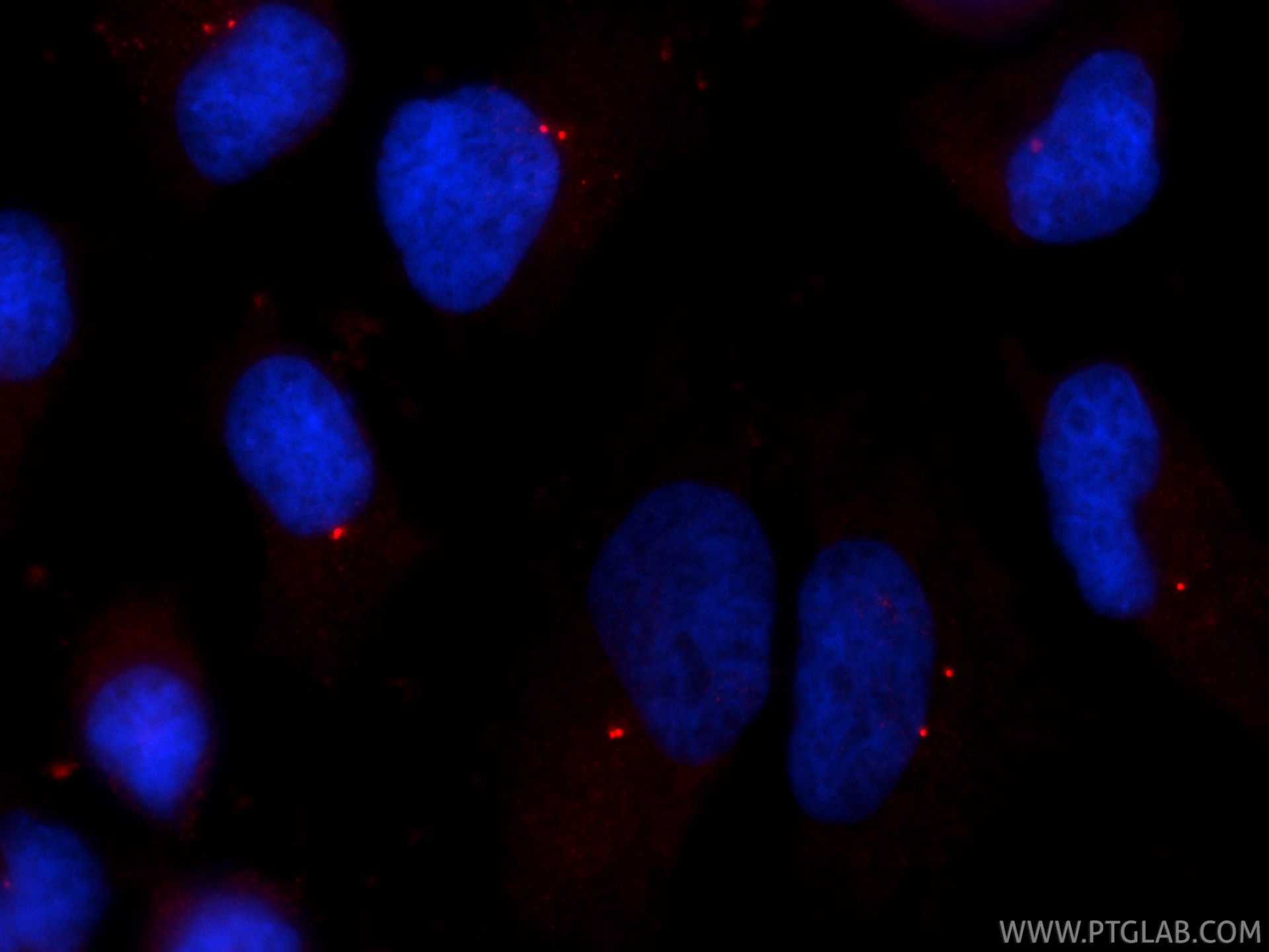Immunofluorescence (IF) / fluorescent staining of HeLa cells using Pericentrin Monoclonal antibody (60919-1-Ig)