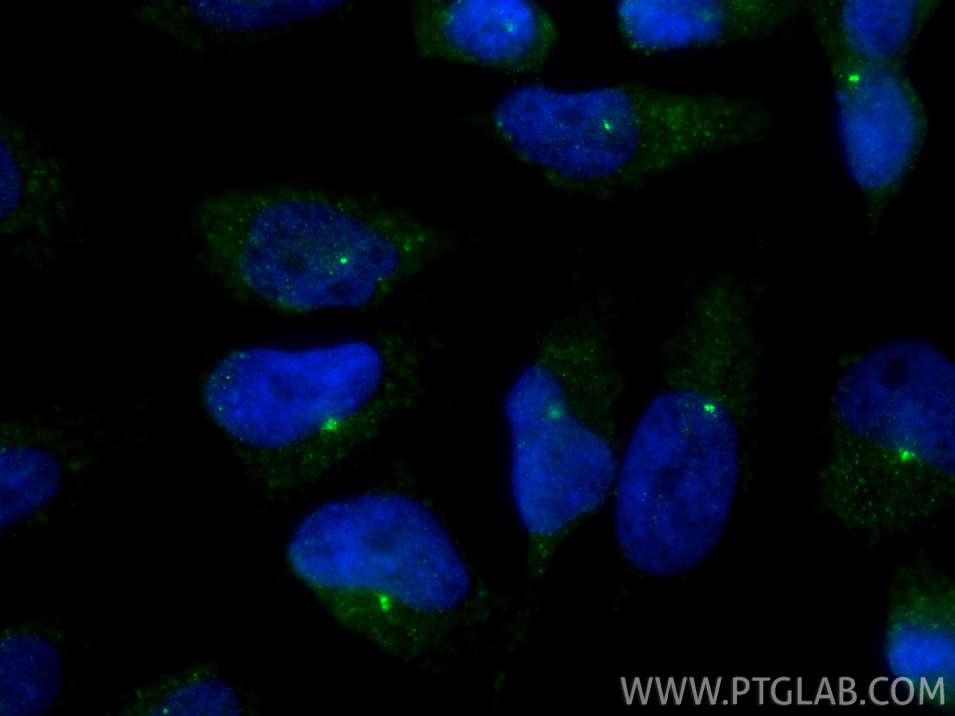 Immunofluorescence (IF) / fluorescent staining of HeLa cells using Pericentrin Monoclonal antibody (60919-2-Ig)