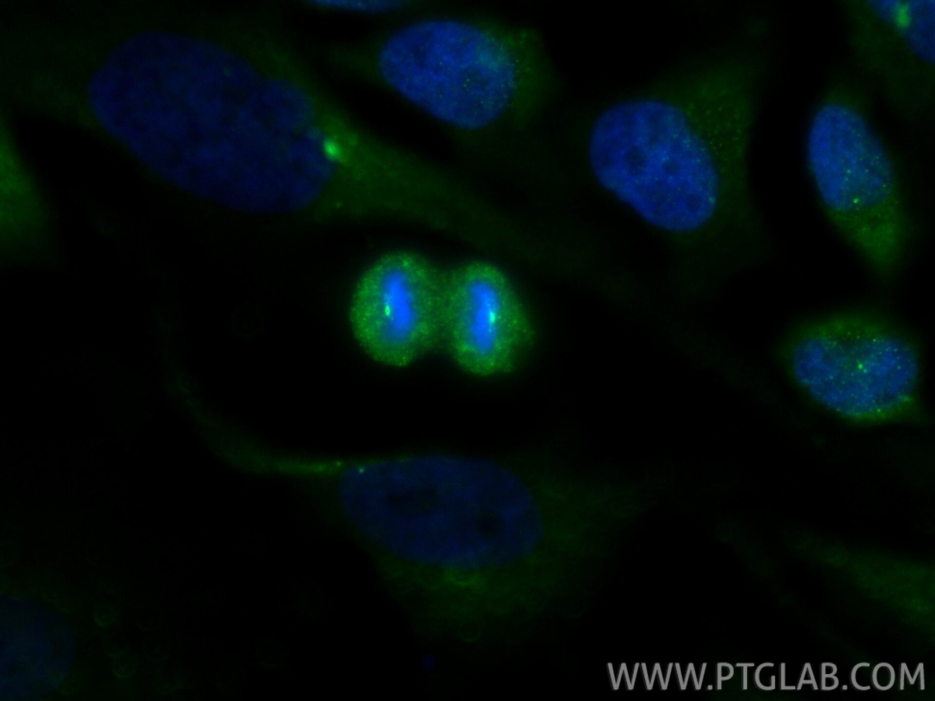 Immunofluorescence (IF) / fluorescent staining of HeLa cells using Pericentrin Monoclonal antibody (60919-2-Ig)