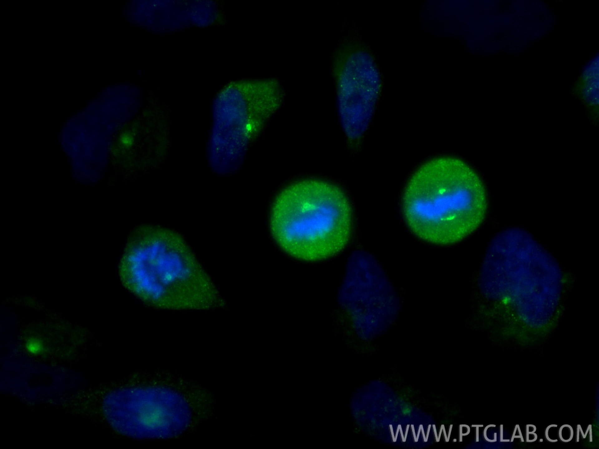 Immunofluorescence (IF) / fluorescent staining of HeLa cells using Pericentrin Monoclonal antibody (60919-2-Ig)
