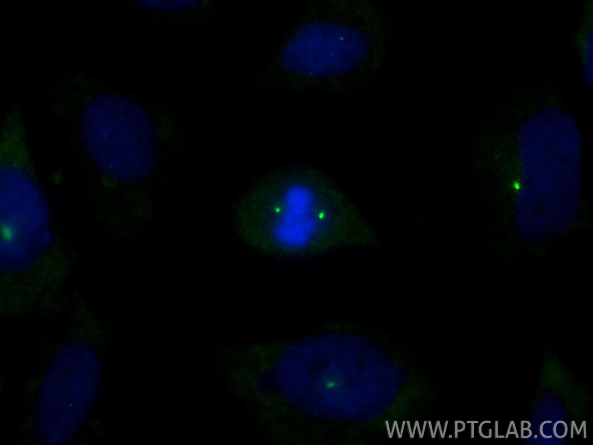 Immunofluorescence (IF) / fluorescent staining of HeLa cells using Pericentrin Monoclonal antibody (60919-2-Ig)