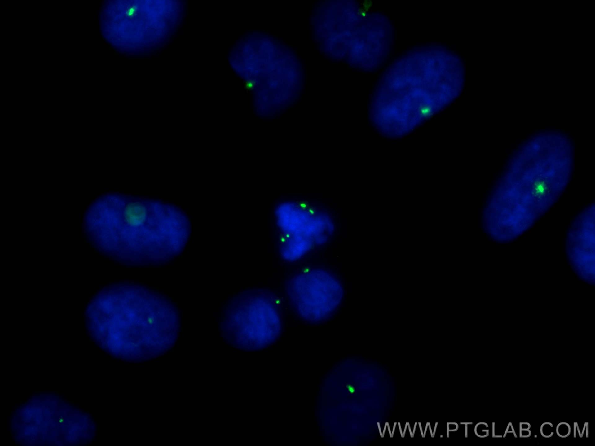 Immunofluorescence (IF) / fluorescent staining of HeLa cells using CoraLite® Plus 488-conjugated Pericentrin Polyclon (CL488-27084)