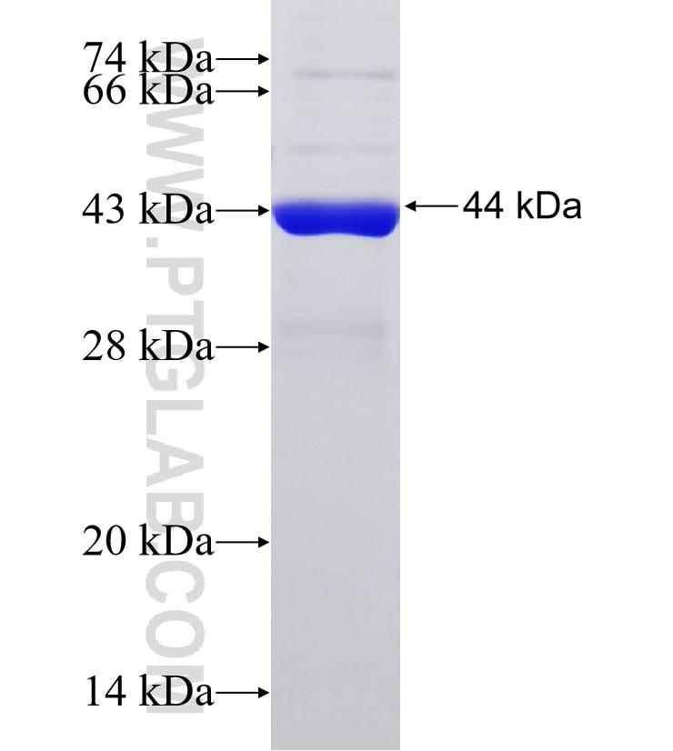 Pericentrin fusion protein Ag33004 SDS-PAGE