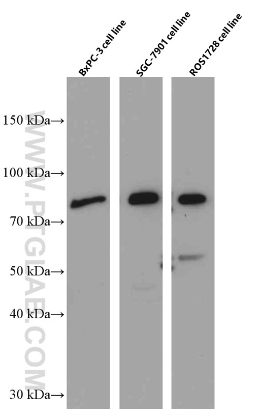 Western Blot (WB) analysis of BxPC-3 cells using Periostin Monoclonal antibody (66491-1-Ig)