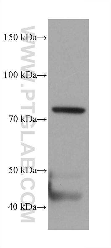 Western Blot (WB) analysis of MCF-7 cells using Periostin Monoclonal antibody (66491-1-Ig)