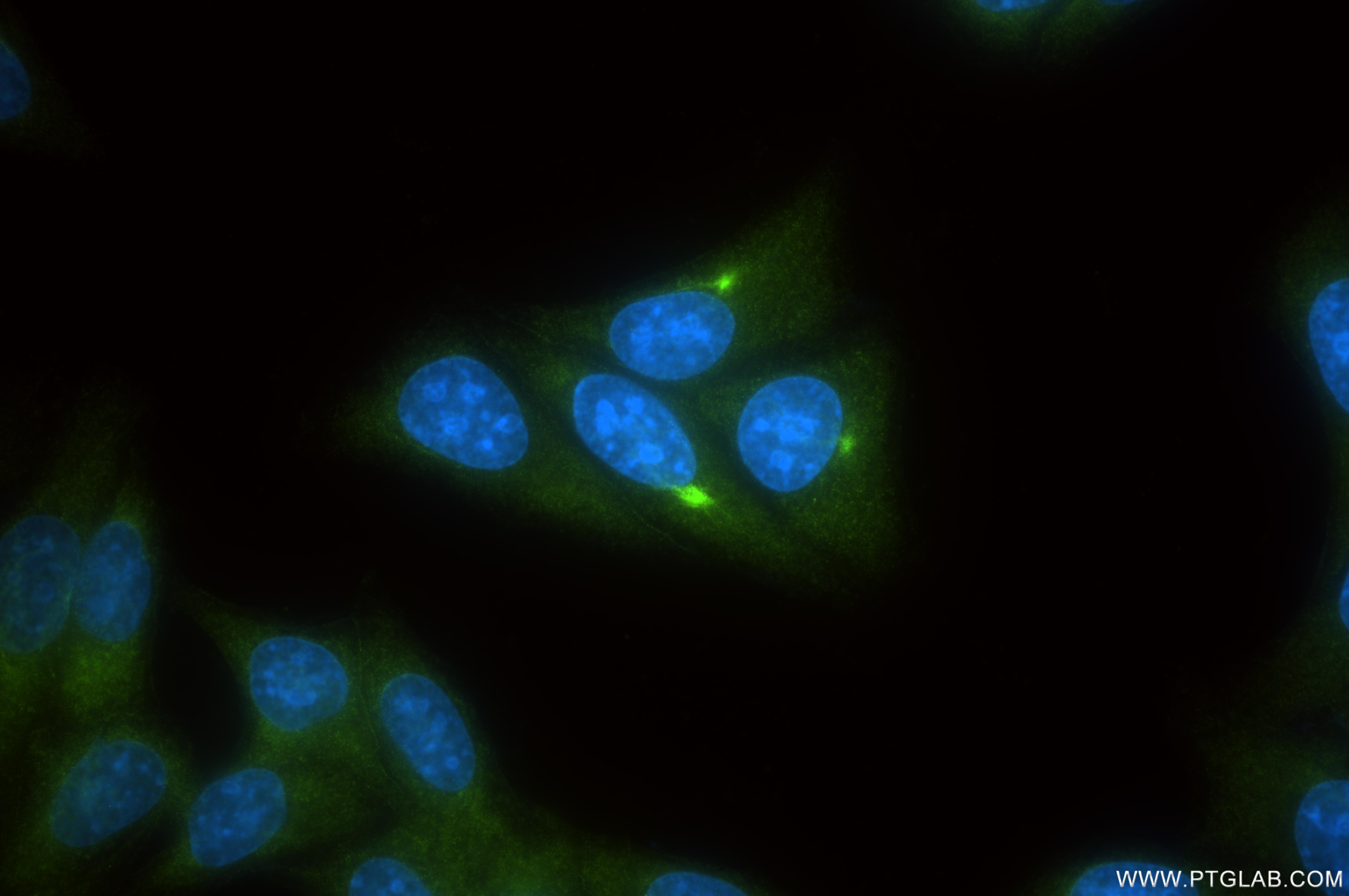 Immunofluorescence (IF) / fluorescent staining of HepG2 cells using Peroxiredoxin 2 Recombinant monoclonal antibody (86599-1-RR)