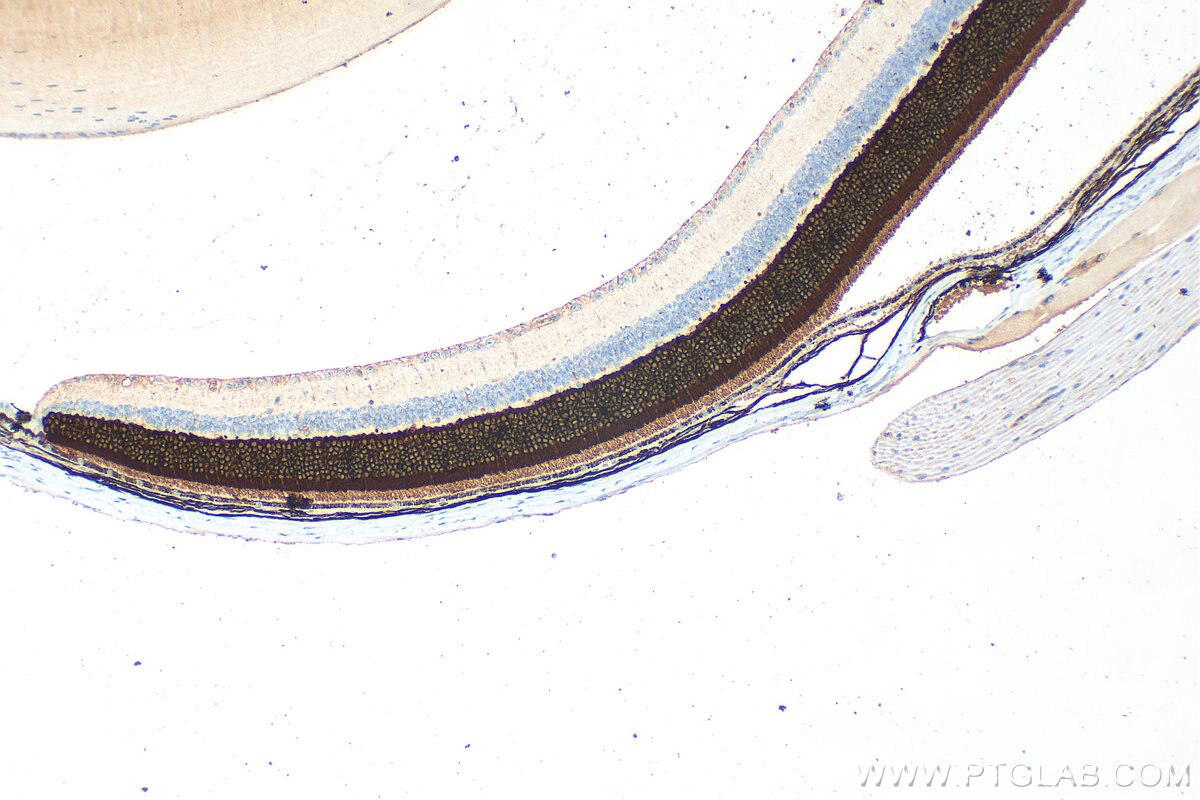 Immunohistochemistry (IHC) staining of mouse eye tissue using Phosducin Polyclonal antibody (33132-1-AP)