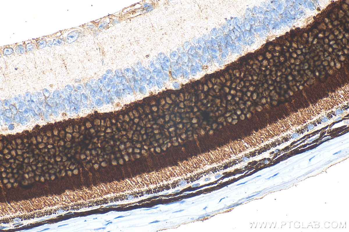 Immunohistochemistry (IHC) staining of mouse eye tissue using Phosducin Polyclonal antibody (33132-1-AP)