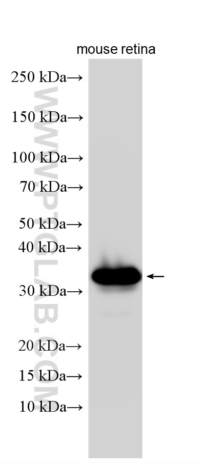 Western Blot (WB) analysis of various lysates using Phosducin Polyclonal antibody (33132-1-AP)
