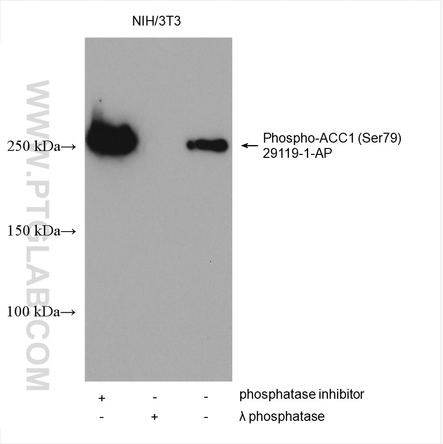 Western Blot (WB) analysis of various lysates using Phospho-ACC1 (Ser79) Polyclonal antibody (29119-1-AP)