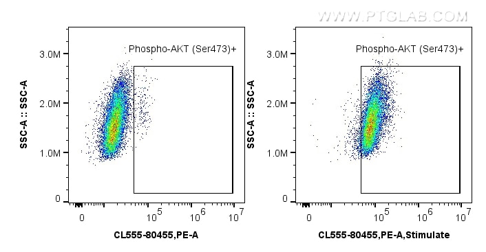 Flow cytometry (FC) experiment of HEK-293 cells using CoraLite®555-conjugated Phospho-AKT (Ser473) Recom (CL555-80455)